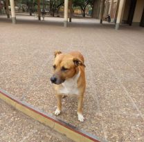 Dolor a días de la FNE: se perdió la perrita adoptada en la Escuela Comercial N°1