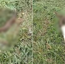 Paró al costado de la ruta y se encontró con algo horrible: "Hay que tener mucho cuidado"