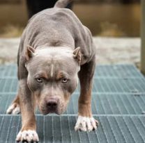 Una embarazada y su esposo fueron atacados por tres pitbulls