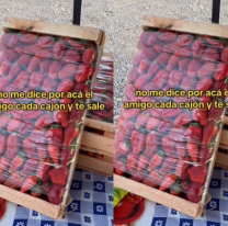 Bajaron la frutilla en Jujuy y el cajón de 4 kg. "está regalado" 