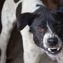 Bebé atacado por el perro de la familia: Le arrancó la nariz y peligra su ojo