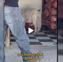 El video que es viral en Jujuy: "Los perros de mi barrio"