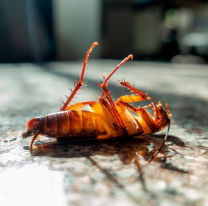 Por fin, encontraron la manera infalible de acabar con las cucarachas en la casa