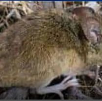 [URGENTE] Alerta máxima: 3 casos de Hantavirus en un pueblito del norte