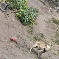 Policías rescataron a dos perritos brutalmente maltratados en Jujuy