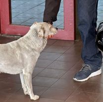 La emocionante historia de un perrito: su dueño falleció y lo espera en la puerta del hospital