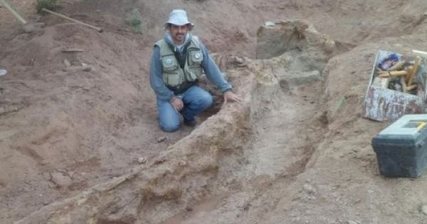 En La Patagonia Encontraron Restos De Un Dinosaurio Está Casi Completo Que Pasa Jujuy 3057