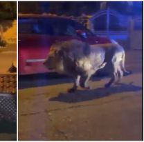 Se escapó un león de circo y aterrorizó a todos los vecinos