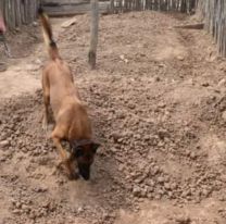 Encontraron a un bebé recién nacido enterrado en un chiquero 