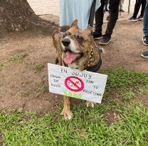 Perritos jujeños marcharon en Plaza Belgrano contra el uso de pirotecnia