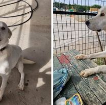 Una perrita fue abandonada y espera a sus dueños todos los días: "nos hace llorar"