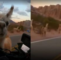 Insólito: llamas hicieron un "piquete" y cortaron la ruta [VIDEO]