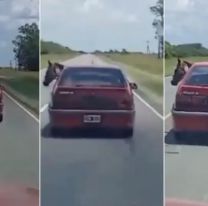 Sorpresa en la ruta: Encontraron un caballo arriba de un renault 19