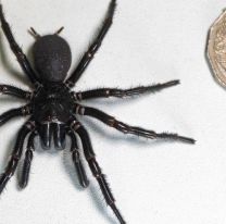 No es tu suegra: Encontraron a la araña más grande y venenosa del mundo