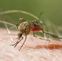 Alerta en todo el país: llegó la malaria a Argentina y ya hay un muerto