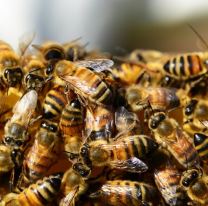 Una de las peores muertes: abuelito fue atacado por abejas y falleció