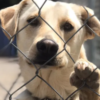 Norteño "comeperros" fue atrapado. Había fugado del psiquiátrico