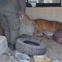 Viajaban por una ruta jujeña en una camioneta destartalada y un perro los delató