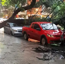 Norteño perdió su auto y otro se salvó de milagro. Por las lluvias, cayó un árbol