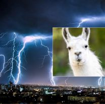 Tormenta eléctrica mató a 10 llamas y dañó una producción agrícola