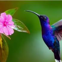 El significado de que aparezca un colibrí azul en tu casa