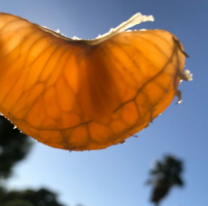 A preparar las mandarinas: se vienen días de sol y mejora el tiempo