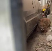 Desesperados gritos en el barrio: vecina encontró un puma en el fondo de su casa