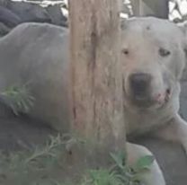 Feroz ataque de un dogo argentino a una nena en San Pedrito