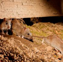 Confirmaron la segunda muerte por leptospirosis en un pueblo de Córdoba: cómo evitar la infección