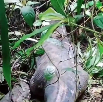 Imágenes sensibles: encontraron el cuerpo de una mujer en una serpiente pitón