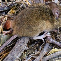 Alerta por hantavirus en Jujuy: confirmaron 7 Casos en 2024 