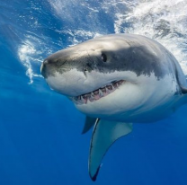 Realidad que supera la ficción: famoso actor fue atacado por un tiburón y murió