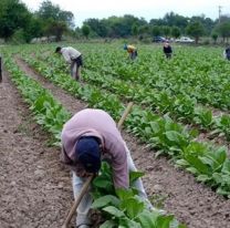 Milei no autoriza el pago y hay más de 4 mil familias jujeñas en peligro