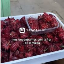 Furor en Jujuy por la Flor de Jamaica: "te deja en otra dimensión"