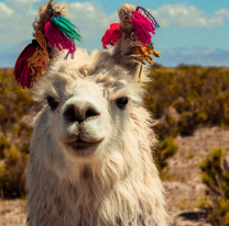 Carne de llama: la alternativa barata y sabrosa que es furor en Jujuy. ¿A cuánto el kilo?