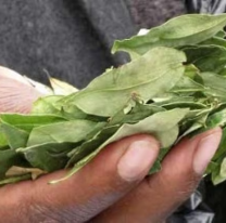 Por cortes de ruta en Bolivia, se disparó el precio de la hoja de coca