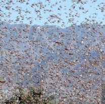 Alerta y preocupación por las langostas en Jujuy: se comen todos los cultivos