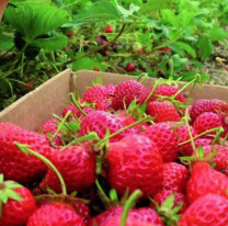 Afirman que casi el 80% de la producción de frutilla de Jujuy se vende y consume en Salta