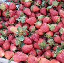 Se desplomó el precio de la frutilla en Jujuy:  ¿Cuánto sale el cajón?