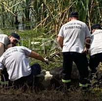 [URGENTE] Varios animales se cayeron a los piletones de zona norte: increíble rescate