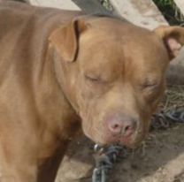 Otro pitbull descontrolado en Jujuy: hay una nena grave 