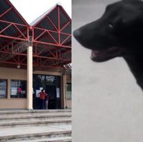 Polémica en el Hospital Snopek: quieren sacar a los perros callejeros pero proteccionistas se oponen 