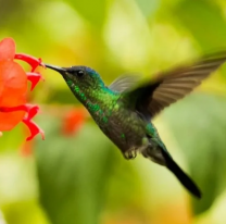 Sorprendente, revelan qué significa "la visita" de un colibrí, ¿te pasó?