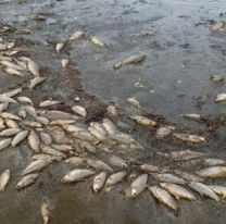 Unos 2.000 peces aparecieron muertos en el dique Los Alisos