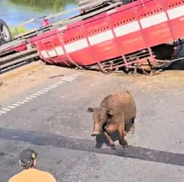 "Asadito", faenaron vacas de un camión que volcó