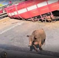 [INSÓLITO] Vecinos faenaron vacas de un camión que volcó: "Asadito"