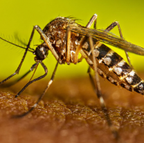 Jujuy lleva 100 días sin dengue: solo casos sospechosos