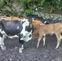 Se investiga por contrabando y narcomenudeo a un grupo de personas que ocupaba tierras privadas de forma ilegal