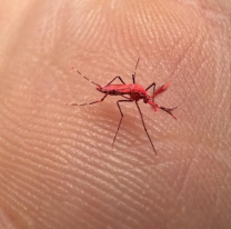 ¿Qué hacer si te encontrás con un "mosquito rojo"?