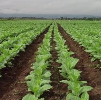 Inició la cosecha de tabaco en Jujuy y aseguran que falta mano de obra